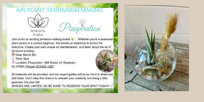 Air Plant Terrarium Making Event